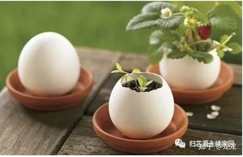 都市种植之育苗盘 微小空间里的绿意源泉